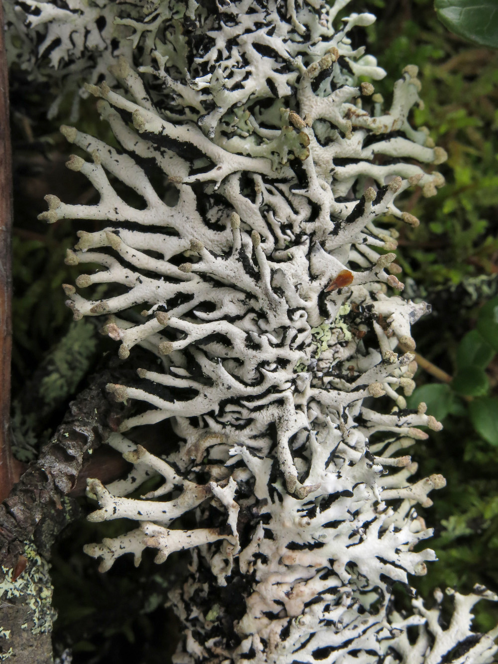 Hypogymnia tubulosa - Habit